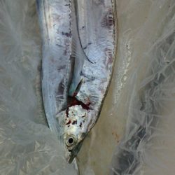 二日連続の貝塚