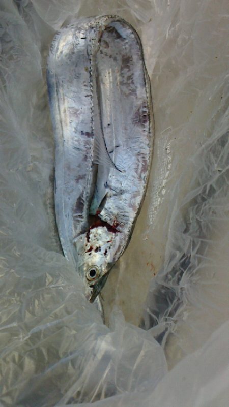 二日連続の貝塚