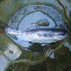 渓流釣り・アマゴ