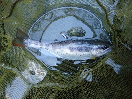 渓流釣り・アマゴ