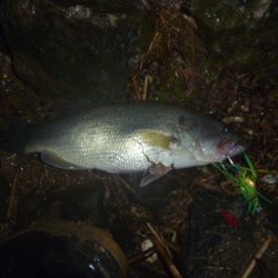 浮きごみ周りで