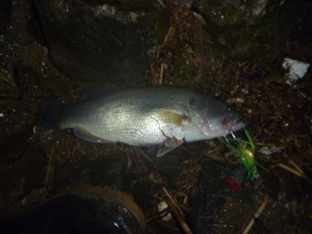 浮きごみ周りで