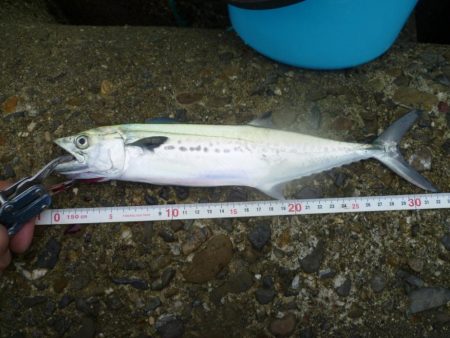 ナブラ発生したけど・・・