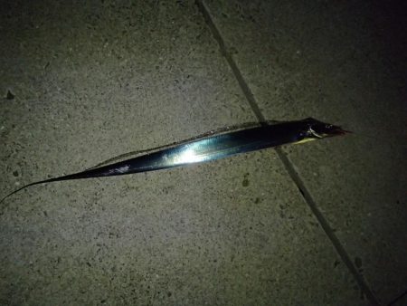 タチウオ入れ食い