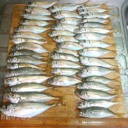 サビキで小アジ！