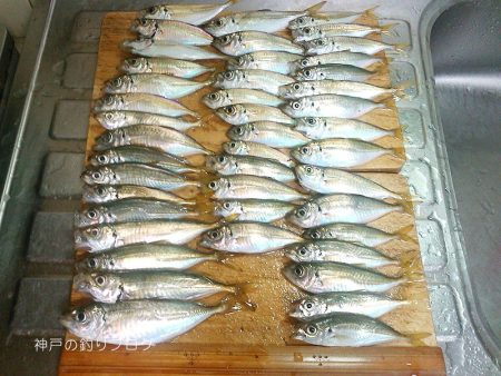 サビキで小アジ！