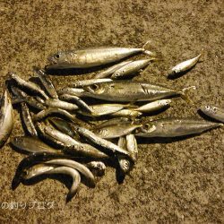 短時間サビキで38匹！