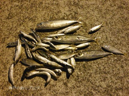 短時間サビキで38匹！