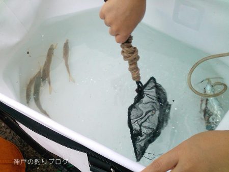 ファミリーフィッシング