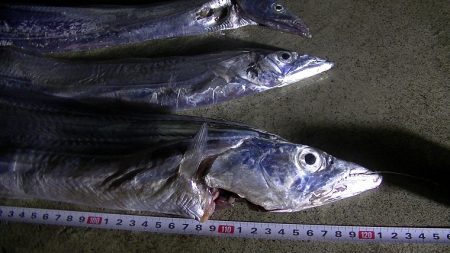 太刀魚好調です