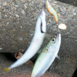 台風通過後ショアジギ７目釣り