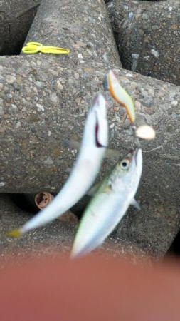 台風通過後ショアジギ７目釣り