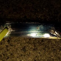 コスモ太刀魚調査