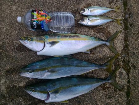 西目　ヒラマサ祭り