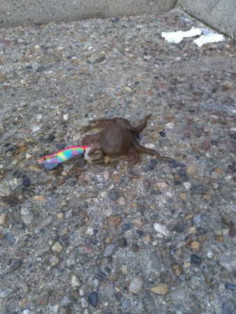 ちょっとだけエギング