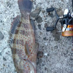 枕崎でライトショアジギング