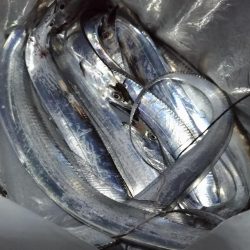 雨前の太刀魚調査