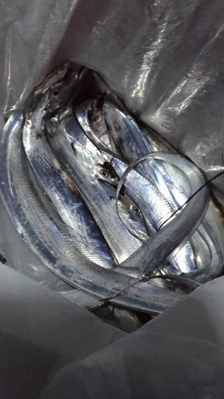 雨前の太刀魚調査