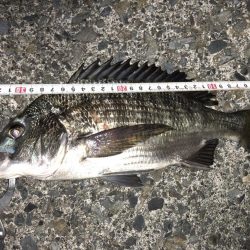 ライトゲームでクロダイ