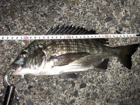 ライトゲームでクロダイ