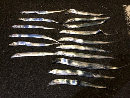 太刀魚絶好調！おかっぱり