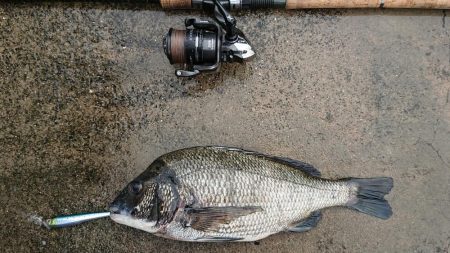 まさかのチヌ！