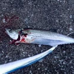 ２日連続タチウオ遠征