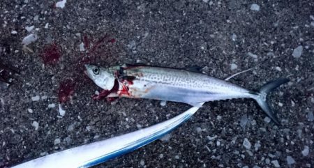 ２日連続タチウオ遠征