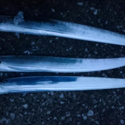 タチウオ貝塚遠征3日目