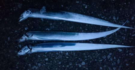 タチウオ貝塚遠征３日目