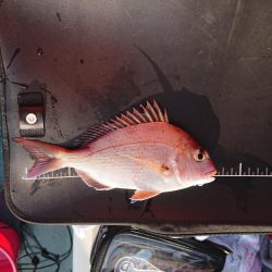 お目当ての魚は？