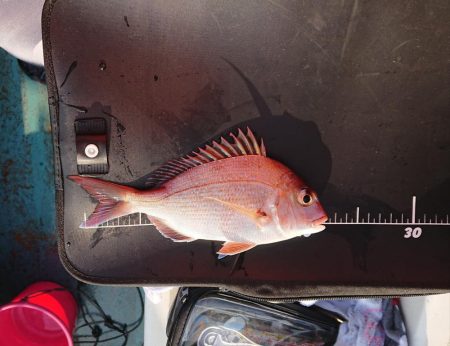 お目当ての魚は？