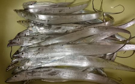 津田でタチウオ