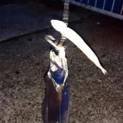 連休中のタチウオプチ遠征