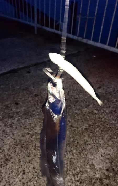 連休中のタチウオプチ遠征