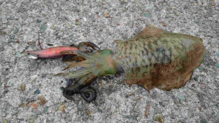 短時間エギング