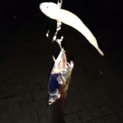 大潮最終日タチウオ釣行