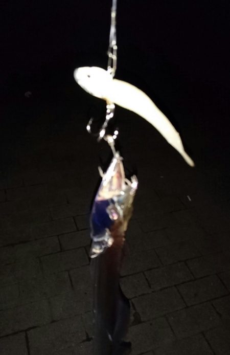 大潮最終日タチウオ釣行