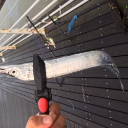 コスモスクエア　4連続