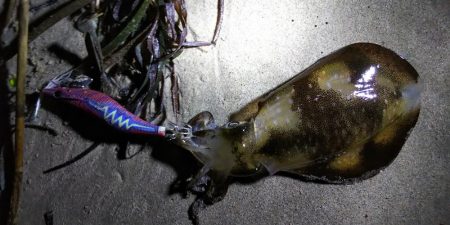 今日も渋かった