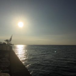 サバ大軍・タチウオ不在？