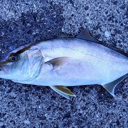 まさか、カンパチが釣れるとは!!