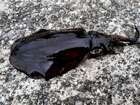 アオリイカ釣れました!!