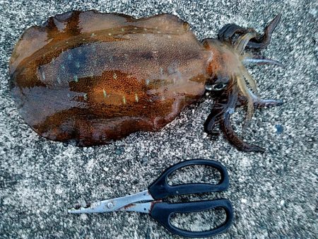 アオリイカ また　釣れました!!