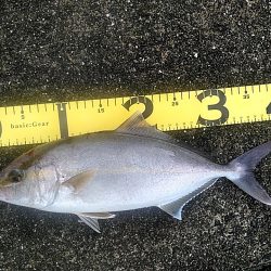 台風明けに　カンパチ（シオ）釣れましたね!…