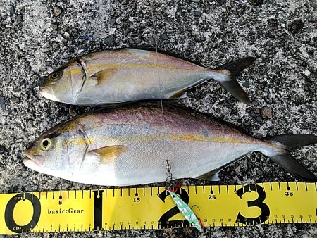 朝マヅメで　シオ(カンパチの小型)2本上が…