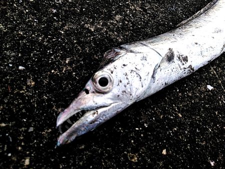 今年初めての太刀魚でした!!