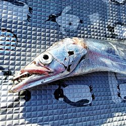 久しぶりの太刀魚でした(#^^#)