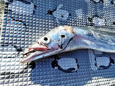 久しぶりの太刀魚でした(#^^#)