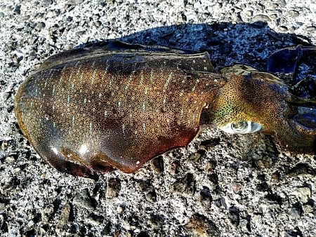 なんとか　一杯。